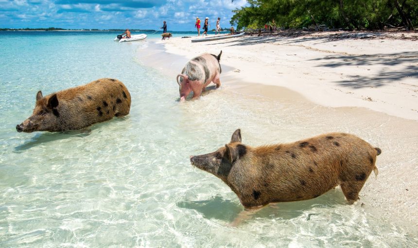 Swimming with Pigs in Grand Bahama: A Unique Bahamian Experience