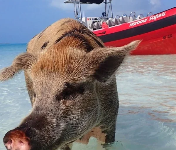 Swimming Pig Tour