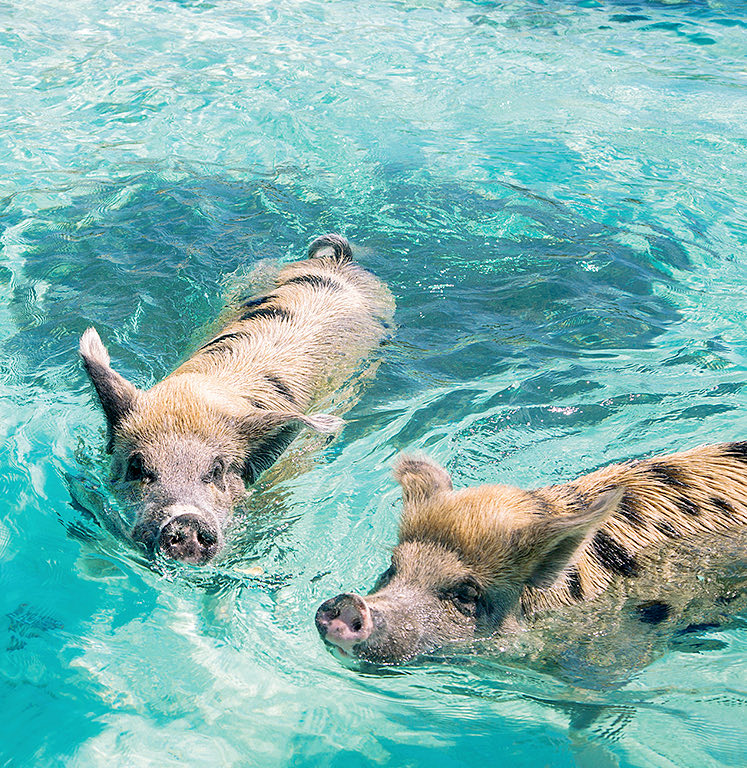 Bahamas Pigs