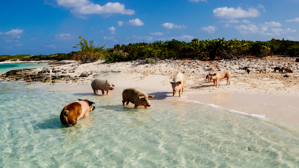 Swimming,Pigs,At,The,Bahmas