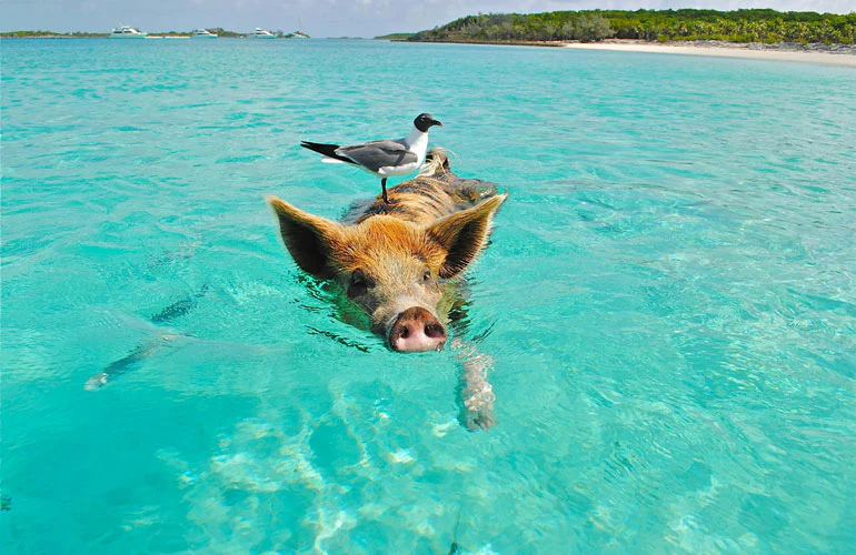 Swimming Pig Tour