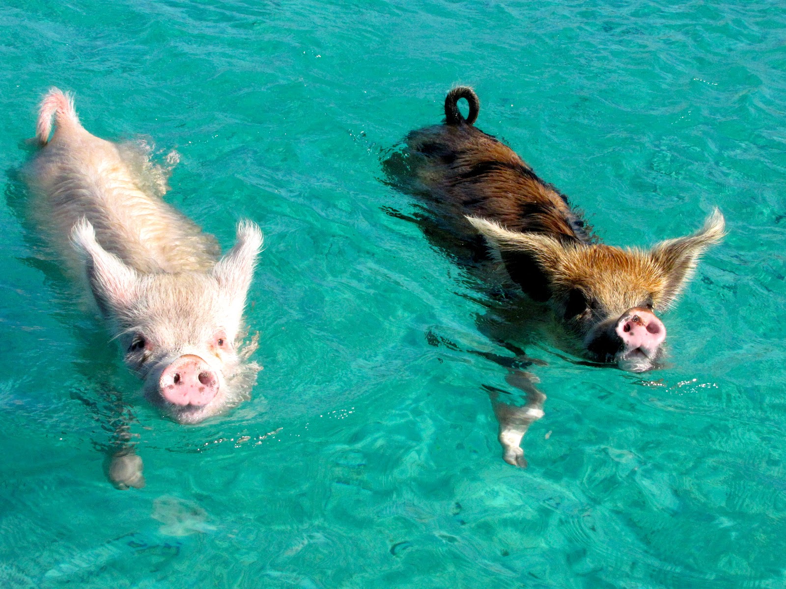 Swimming Pigs